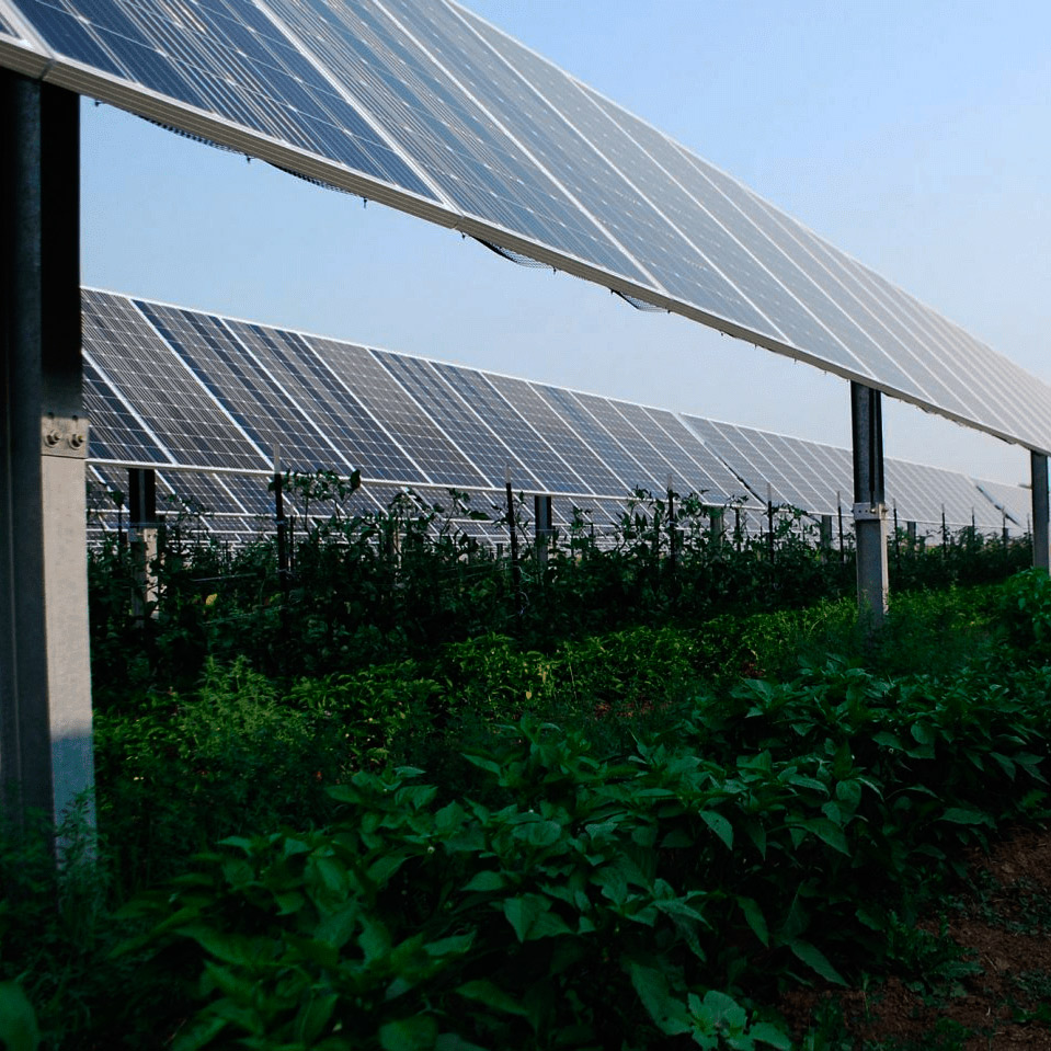 strutture per l'agrovoltaico